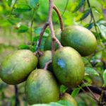 Detailed image of green unripe ambarella fruits hanging on tree with lush leaves.