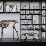 A diverse collection of animal and human skeletons displayed in a museum setting.