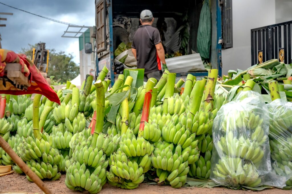 Bustling market scene with bunches of fresh green bananas being loaded into a truck.