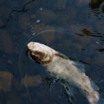 A live fish caught on a line breaks the water's surface in a calm lake setting.