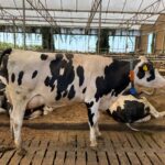 Holstein cow standing in a spacious dairy barn with other cattle resting.