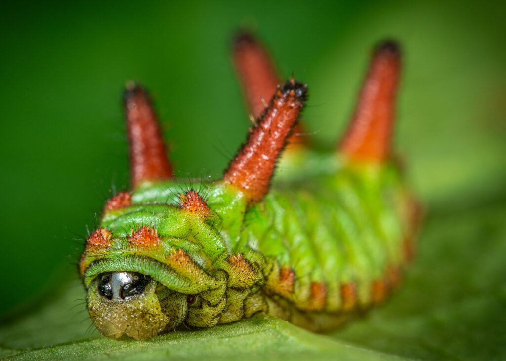 Detailed close-up of a green and red saddleback caterpillar on a leaf, highlighting its vibrant colors.