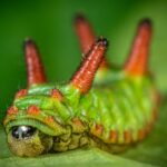 Detailed close-up of a green and red saddleback caterpillar on a leaf, highlighting its vibrant colors.
