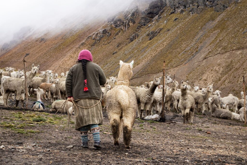 A shepherd tends to a herd of alpacas in the scenic Andean mountains of Arequipa, Peru.