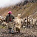 A shepherd tends to a herd of alpacas in the scenic Andean mountains of Arequipa, Peru.