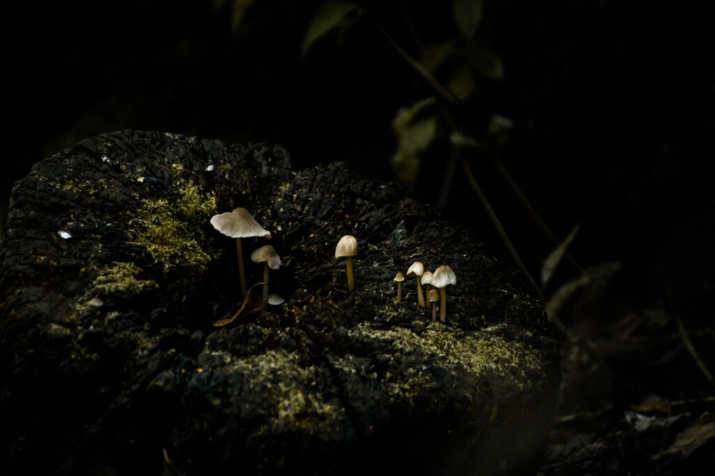 Delicate mushrooms thriving on a moss-covered log in a dark forest in Kristiansand, Norway.