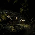Delicate mushrooms thriving on a moss-covered log in a dark forest in Kristiansand, Norway.