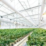 Vibrant cannabis plants growing inside a well-lit greenhouse facility for organic hemp cultivation.