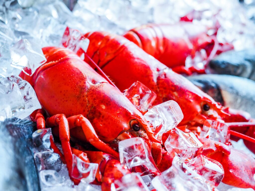 Vibrant red lobsters chilling on a bed of ice, perfect for seafood lovers.