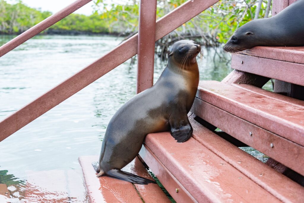 Cute sea lions relaxing on wooden steps by a scenic riverside view.