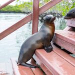 Cute sea lions relaxing on wooden steps by a scenic riverside view.