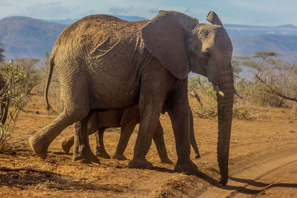 A majestic adult elephant and calf walking in a sunlit savanna setting.