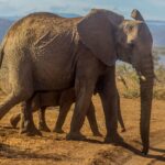 A majestic adult elephant and calf walking in a sunlit savanna setting.