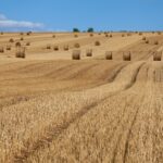 Rolling landscapes of hay bales in La Roche-Guyon, France during fall.