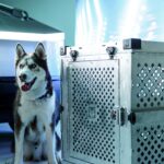 A Siberian husky beside a sleek dog crate and a futuristic vehicle in a studio setting.