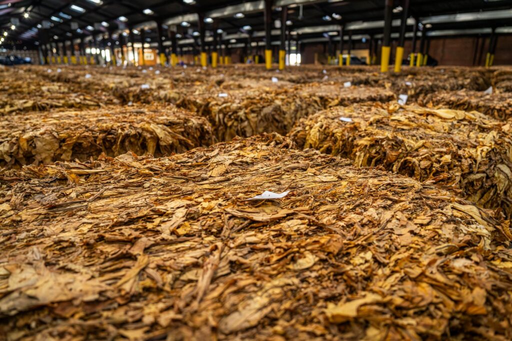Stacks of dried tobacco leaves stored in a large warehouse, ready for market.