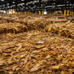 Stacks of dried tobacco leaves stored in a large warehouse, ready for market.
